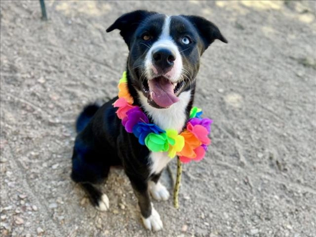 Picture of Aura our Pet of the Week