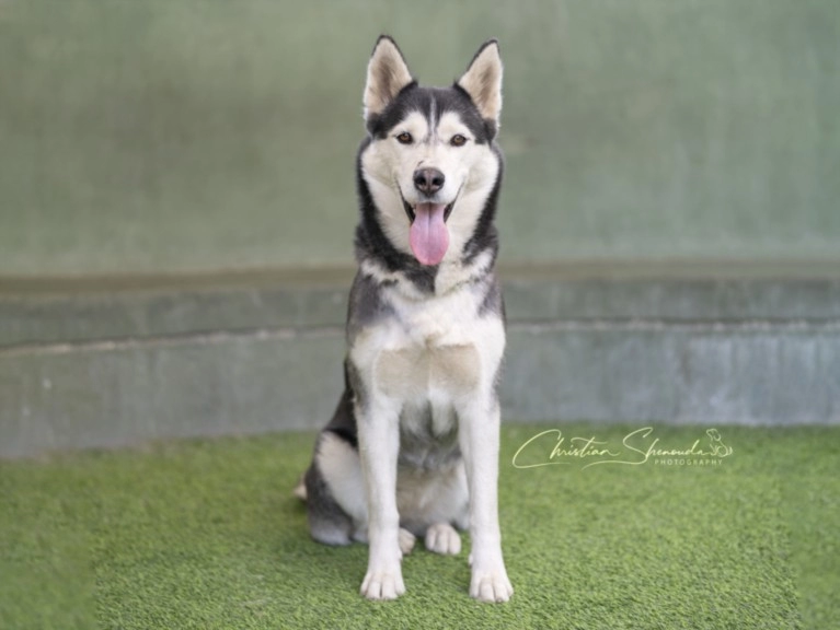 Belly the Husky 